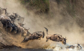 5-Day Tanzania Great Migration Safari (River Crossing Season)