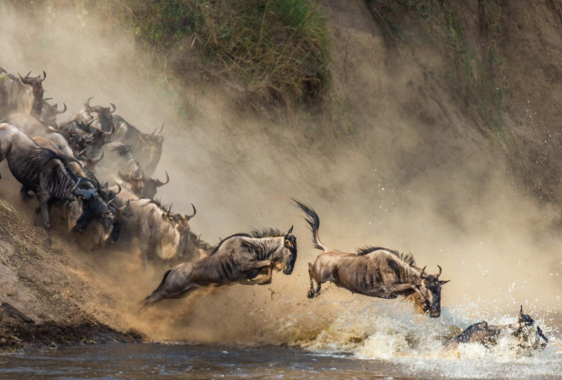 5-Day Tanzania Great Migration Safari (River Crossing Season)