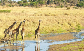 5-Day Tanzania Safari to Northern Parks