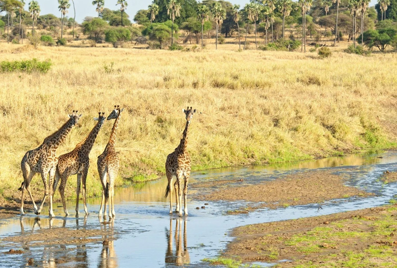 5-Day Tanzania Safari to Northern Parks