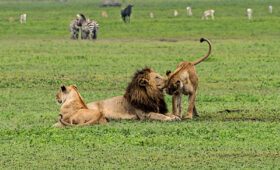 5-Day Tanzania Wildlife Safari and Crater Tour