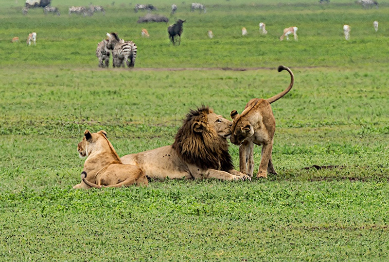 5-Day Tanzania Wildlife Safari and Crater Tour