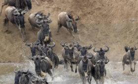 6-Day Budget Safari with Wildebeest Migration
