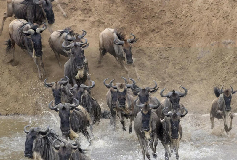 6-Day Budget Safari with Wildebeest Migration