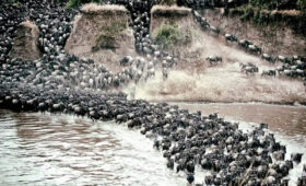 6-Day Great Migration River Crossing Safari from Arusha