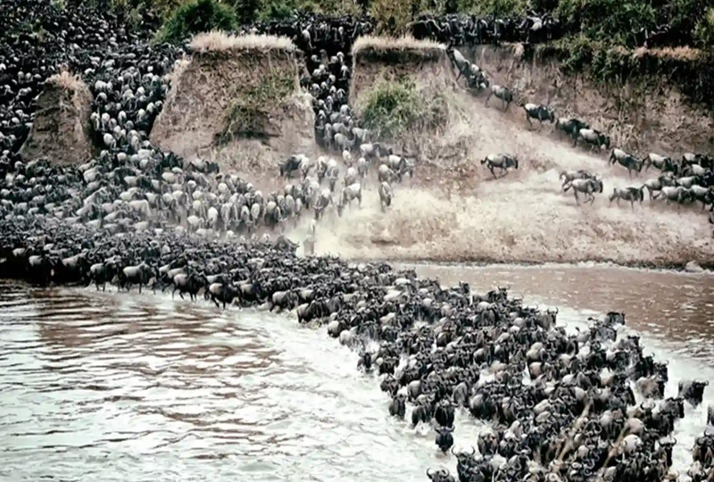 6-Day Great Migration River Crossing Safari from Arusha