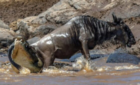 6-Day Great Migration Safari – Mara River Experience