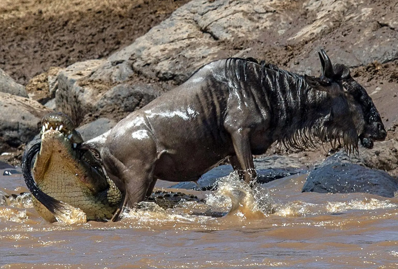 6-Day Great Migration Safari – Mara River Experience