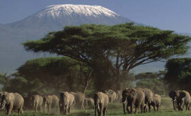 6-Day Tanzania Wildlife Safari and Kilimanjaro View