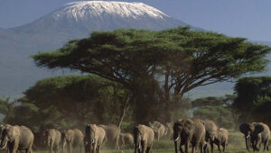 6-Day Tanzania Wildlife Safari and Kilimanjaro View