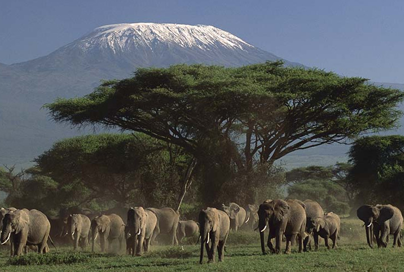 6-Day Tanzania Wildlife Safari and Kilimanjaro View