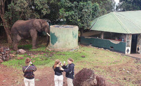 6-Day Tanzania Wildlife and Cultural Camping Safari