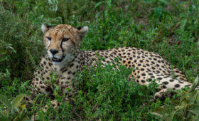 7-Day Budget Safari to Serengeti, Ngorongoro & Tarangire