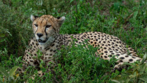 7-Day Budget Safari to Serengeti, Ngorongoro & Tarangire