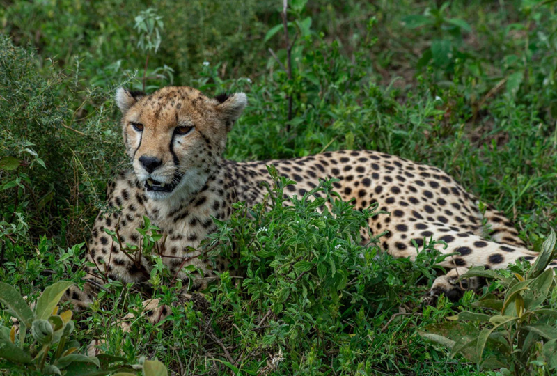 7-Day Budget Safari to Serengeti, Ngorongoro & Tarangire