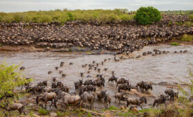 7-Day Mara River Crossing Safari Itinerary