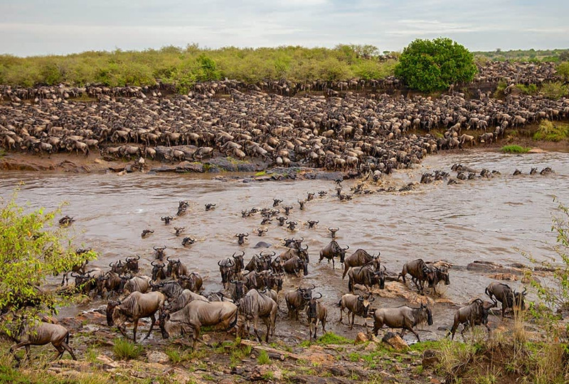7-Day Mara River Crossing Safari Itinerary