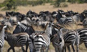7-Day Northern Circuit Budget Safari Itinerary