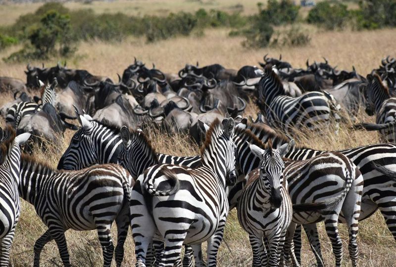 7-Day Northern Circuit Budget Safari Itinerary