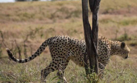 7-Day Serengeti River Crossing Safari and Big Cats