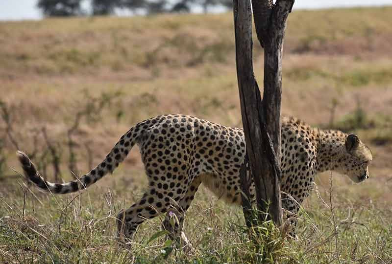 7-Day Serengeti River Crossing Safari and Big Cats