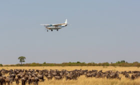 7-Day Serengeti and Mara River Crossing Fly-In Safari