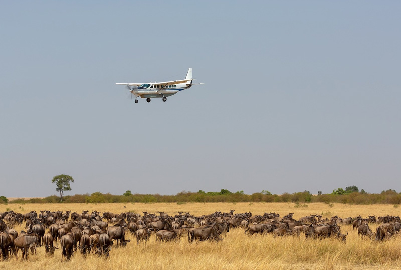 7-Day Serengeti and Mara River Crossing Fly-In Safari