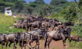 7-Day Tanzania Safari & Migration Season Itinerary