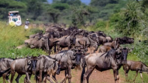 7-Day Tanzania Safari & Migration Season Itinerary