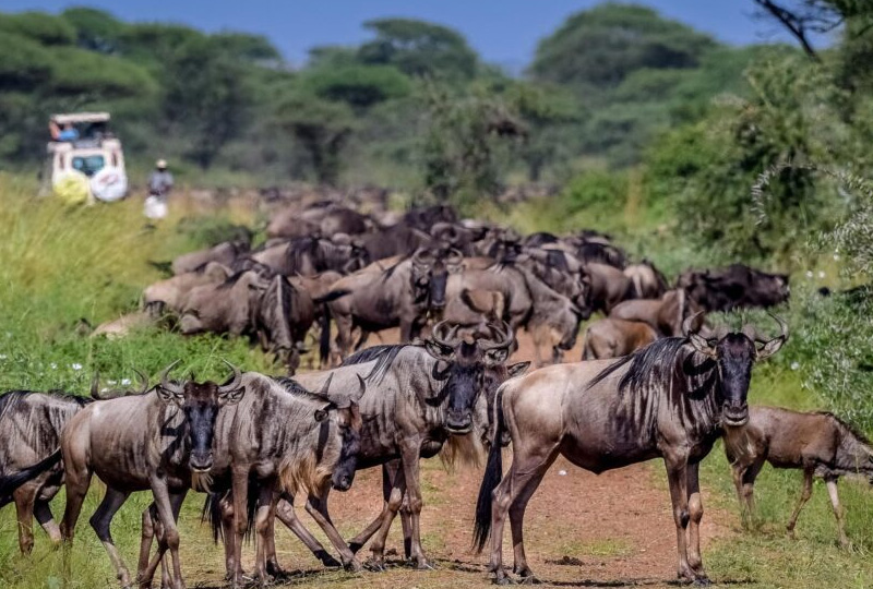7-Day Tanzania Safari & Migration Season Itinerary