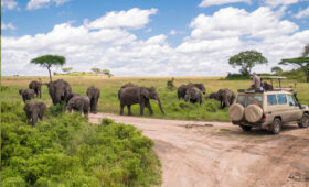 7-Day Tanzania Safari to Serengeti & Ngorongoro Crater