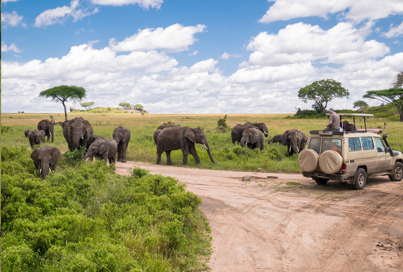 7-Day Tanzania Safari to Serengeti & Ngorongoro Crater