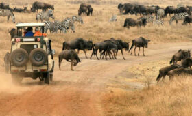 7-Day Tanzania Wildlife Safari and Migration Adventure