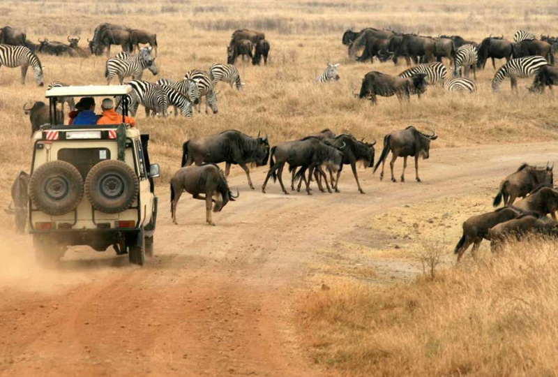 7-Day Tanzania Wildlife Safari and Migration Adventure