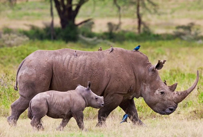 7-Day Tanzania Wildlife Safari to Serengeti and Ngorongoro