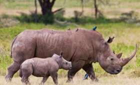 7-Day Tanzania Wildlife Safari to Serengeti and Ngorongoro