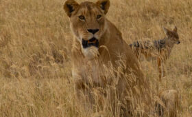 8-Day Classic Tanzania Safari Itinerary