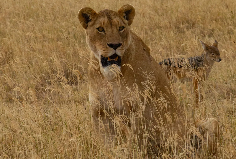 8-Day Classic Tanzania Safari Itinerary