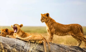8-Day Classic Tanzania Wildlife Safari Itinerary