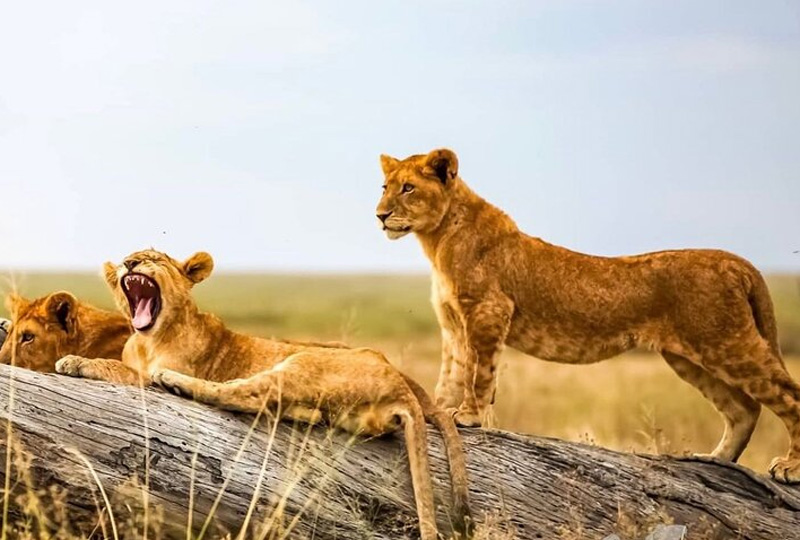 8-Day Classic Tanzania Wildlife Safari Itinerary