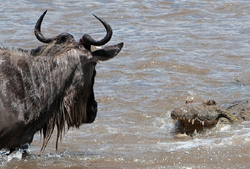 8-Day Northern Serengeti River Crossing Safari