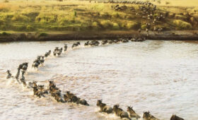 8-Day Serengeti & Mara River Crossing Safari