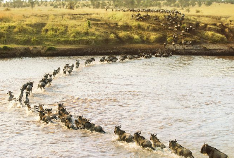 8-Day Serengeti & Mara River Crossing Safari