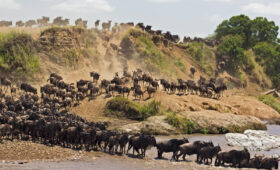 8-Day Serengeti & Mara River Crossing Safari