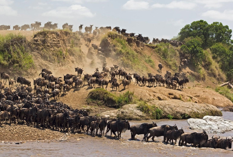 8-Day Serengeti & Mara River Crossing Safari
