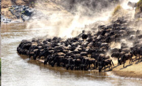 8-Day Serengeti River Crossing Safari (August to October)