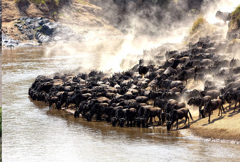 8-Day Serengeti River Crossing Safari (August to October)