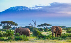 8-Day Tanzania Budget Safari and Kilimanjaro View