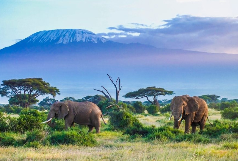 8-Day Tanzania Budget Safari and Kilimanjaro View