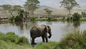 8-Day Tanzania Budget Wildlife Safari